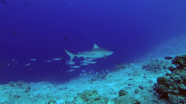 Tiger Shark - Galeocerdo cuvier swims in the blue water
