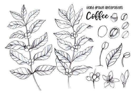 Hand drawn pencil illustrations. Coffee tree and coffee beans. Herbal plant in sketch style. Perfect for restaurant labels, invitations, cards, leaflets, menu etc