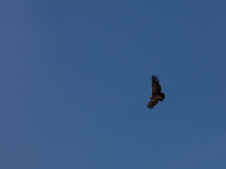 Condor flying  in Peru