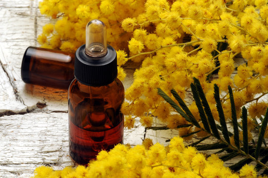 Acacia dealbata Mimosa Silber-Akazie Akacja srebrzysta Silver wattle Hopea-akaasia aromo franc&eacute;s Акация серебристая Silverakacia Ez&uuml;st ak&aacute;cia 银荆 ساری آکاسی フサアカシア Keo phấn trắng 