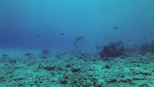 Three Tiger Shark - Galeocerdo cuvier swim over reef 
