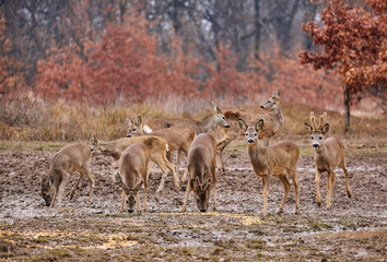 Roe deer family