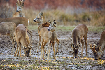 Roe deer family