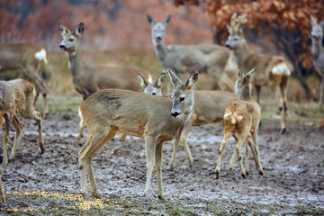 Roe deer family