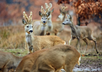 Roe deer family