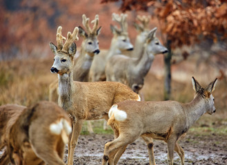 Roe deer family
