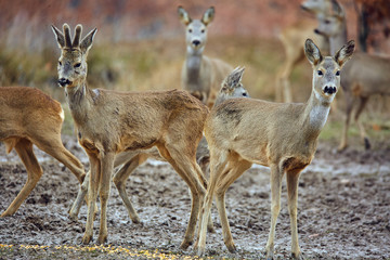 Roe deer family