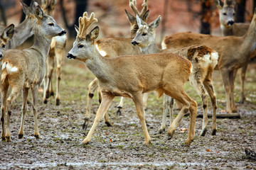 Roe deer family