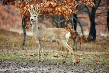 Roe deer family