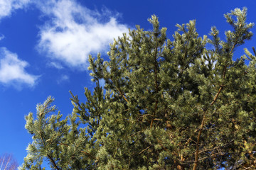 pine branches on a background of bright blue spring sky