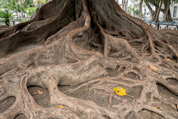 Roots in Plaza de Mina of Cadiz, Southern Spain