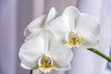 Vita eleganta orkidér - obrazy, fototapety, plakaty