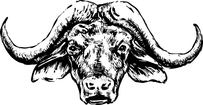 Buffalo head on a white background