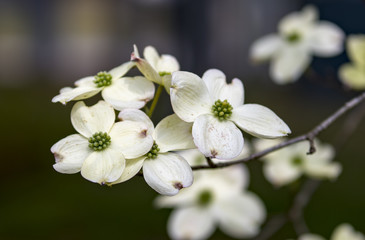 Dogwood Blossoms
