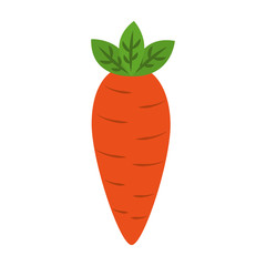fresh carrot vegetable healthy vector illustration design