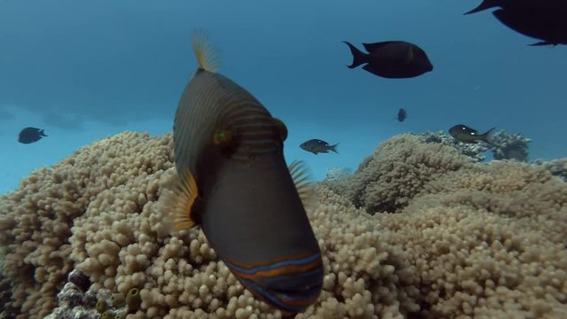 Orange-lined Triggerfish swims over soft coral Sinularia 
