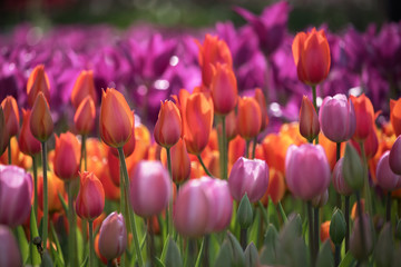 Colorful Tulips blooming in Spring