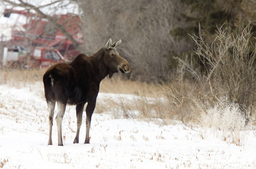 Prairie Moose Canada