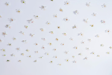 white flowers arranged on a white background like pattern