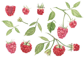 Hand drawn watercolor painting raspberry on white background. Botanical illustration. - obrazy, fototapety, plakaty