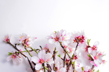 Fototapeta na wymiar Bouquet of blossoming almonds