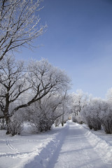 Hoar Frost Prairie