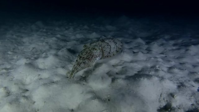 Pharaoh Cuttlefish swim over sandy bottom in the night 
