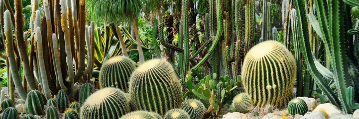Zelfklevend Fotobehang Panorama van verschillende soorten cactussen © Vladimir Muravin