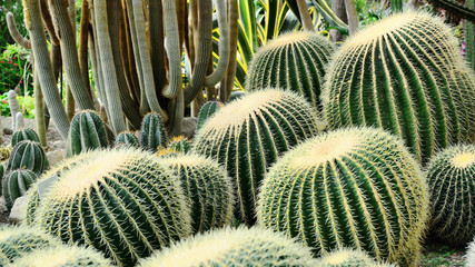 Panorama of various kinds of green cacti, large round prickly balls
