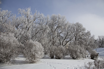 Hoar Frost Prairie