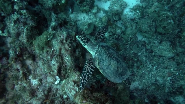 Sea turtle swim up over coral reef (High-angle shot)
