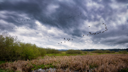 Flock of Birds Flying Near a Marsh