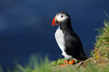 Puffin in Latrabjarg cliffs in iceland