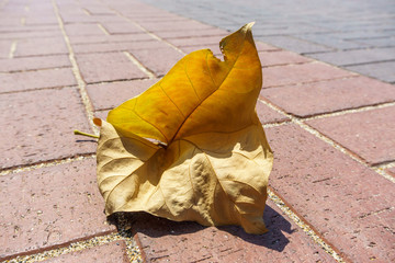 Dried yellow leaf fallen from a tree