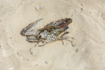 Crab on the sand in a puddle of water