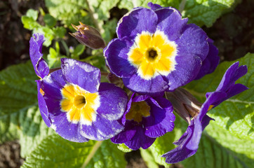 fleurs bleues et jaunes