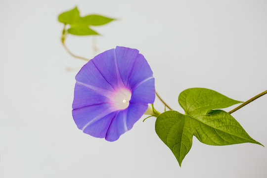 紫のアサガオ の画像 8 615 件の Stock 写真 ベクターおよびビデオ Adobe Stock