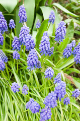 petites fleurs violettes