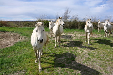 taureau et cheval de Camargue