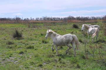 Fototapeta premium taureau et cheval de Camargue