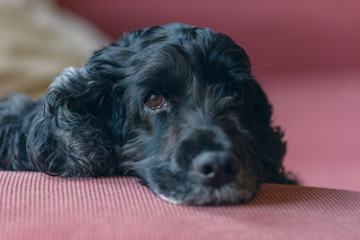 cocker negro