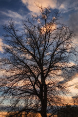Obraz na płótnie Canvas Tree Under A Colorful Sunset