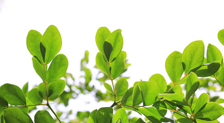 Green leaves with white sky background.