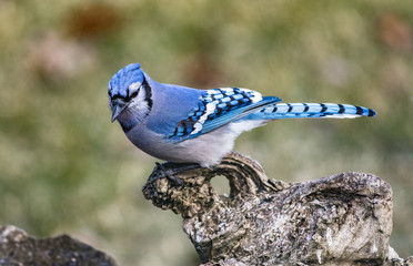 Blue Jay