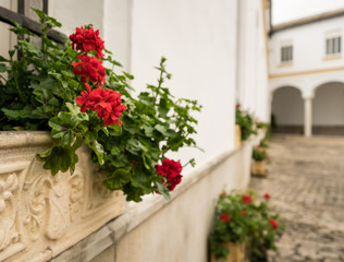 Fototapeta na wymiar Red flowers in stone flowerpot in front of old courtyard