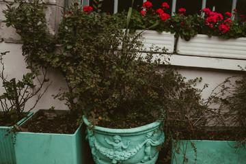 Fototapeta na wymiar green pots with plants