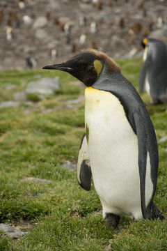 A Molting King Penguin Walking in Profile with tufts of brown downy feathers left on its head.