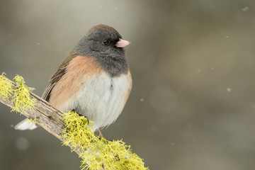 Female Dark-eyed Junco on Moss