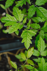 seedlings in peat pots.Baby plants seeding, black hole trays for agricultural seedlings.The spring...