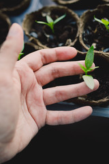 seedlings in peat pots.Baby plants seeding, black hole trays for agricultural seedlings.The spring...